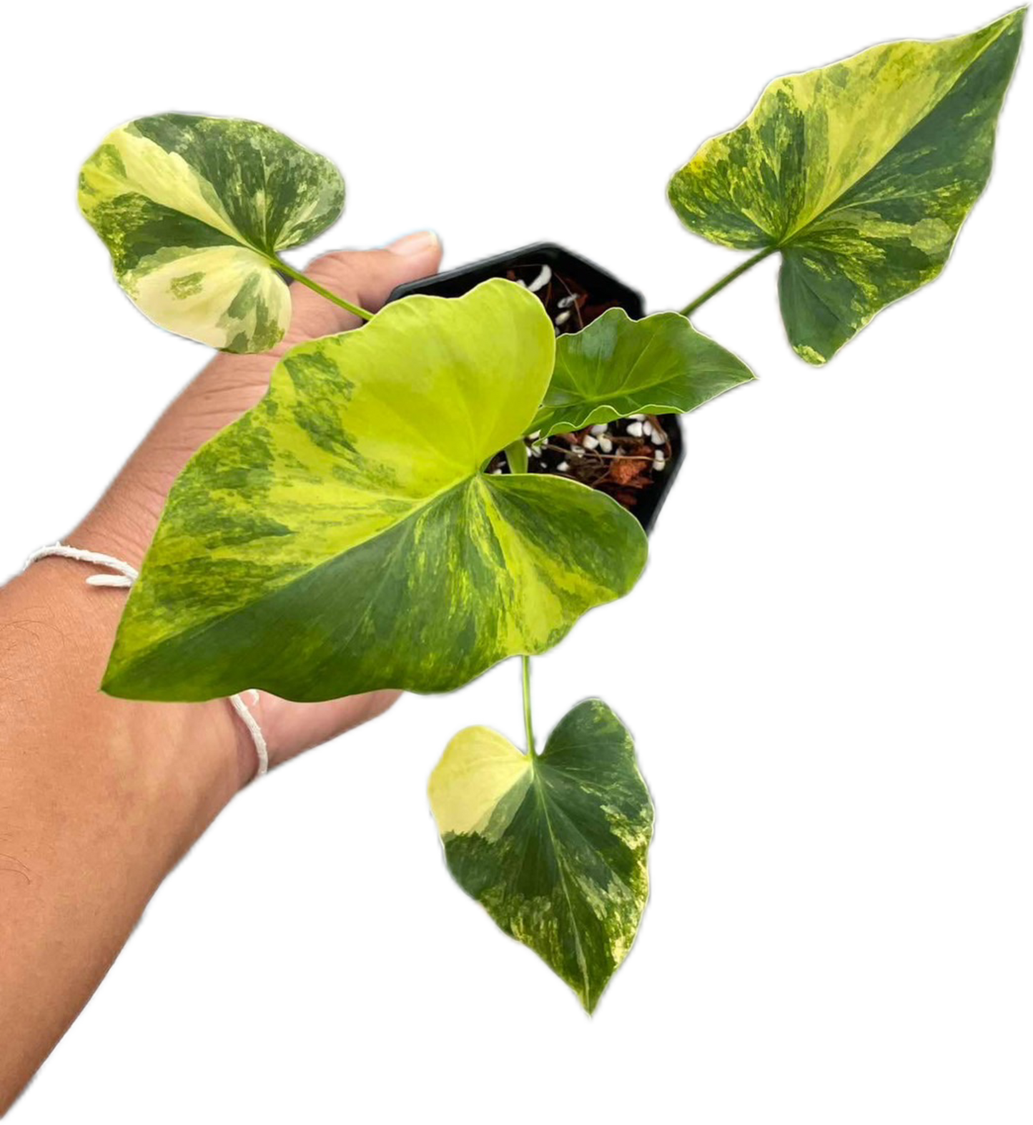 Thaumatophyllum Bipinnatifidum Variegated, Philodendron Selloum Variegated