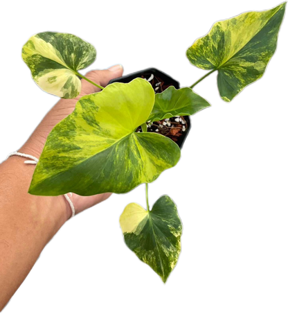 Thaumatophyllum Bipinnatifidum Variegated, Philodendron Selloum Variegated