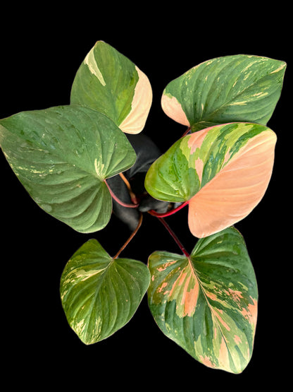 Homalomena Rubescens pink Variegated (set 5 pcs)