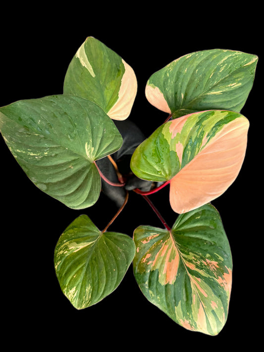 Homalomena Rubescens pink Variegated (set 5 pcs)
