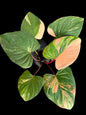 Homalomena Rubescens pink Variegated (set 5 pcs)