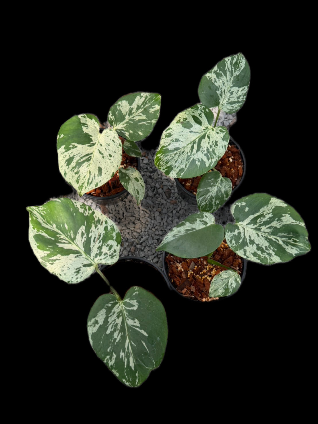Monstera Deliciosa “Bulbasaur” (Seedling, 3-inch Pot) from TC -set of 5 plants