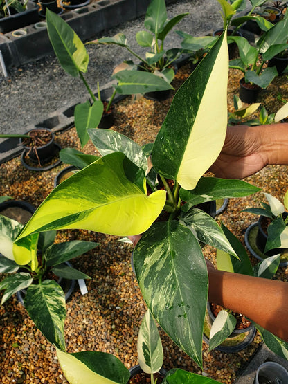 Philodendron green Congo Variegated
( 1 plant)