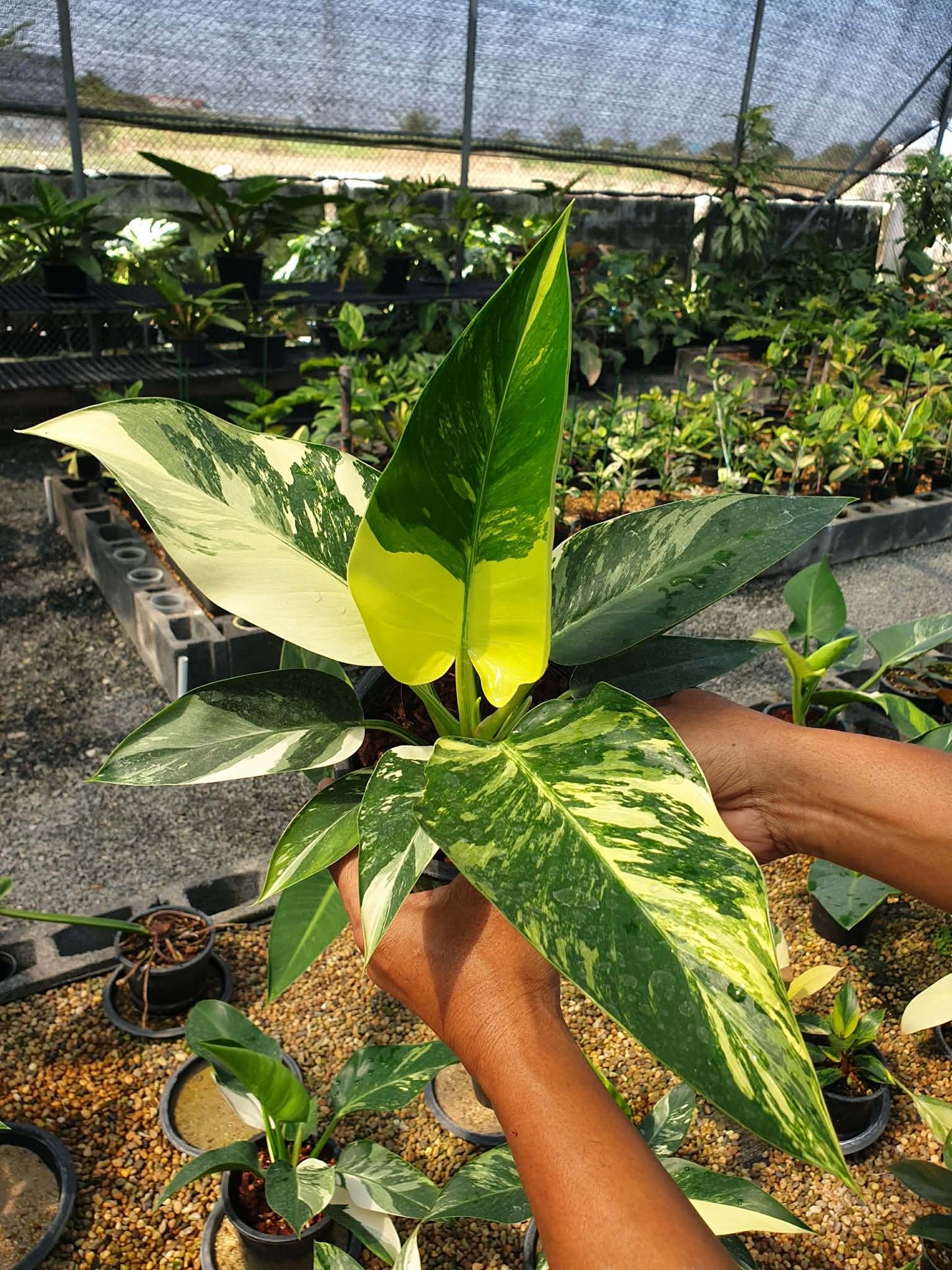 Philodendron green Congo Variegated
( 1 plant)