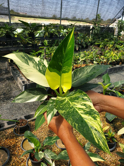 Philodendron green Congo Variegated
( 1 plant)
