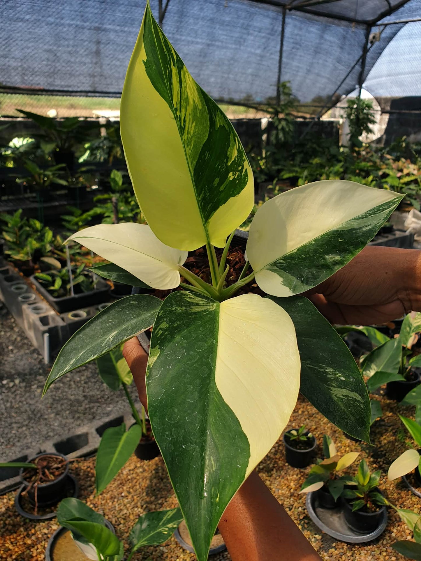 Philodendron green Congo Variegated
( 1 plant)