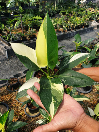 Philodendron green Congo Variegated
( 1 plant)