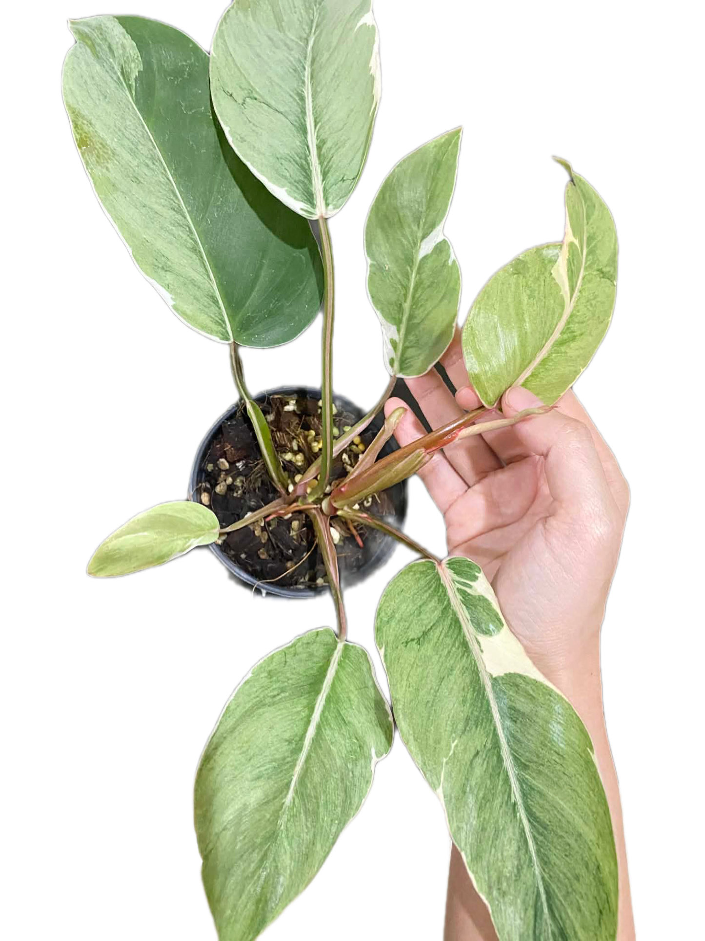 Philodendron “Shady Lady” Variegated