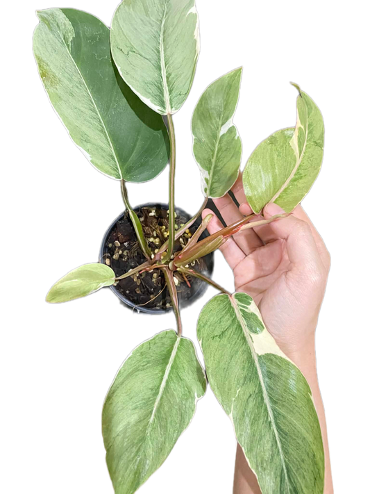 Philodendron “Shady Lady” Variegated