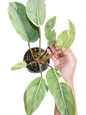 Philodendron “Shady Lady” Variegated