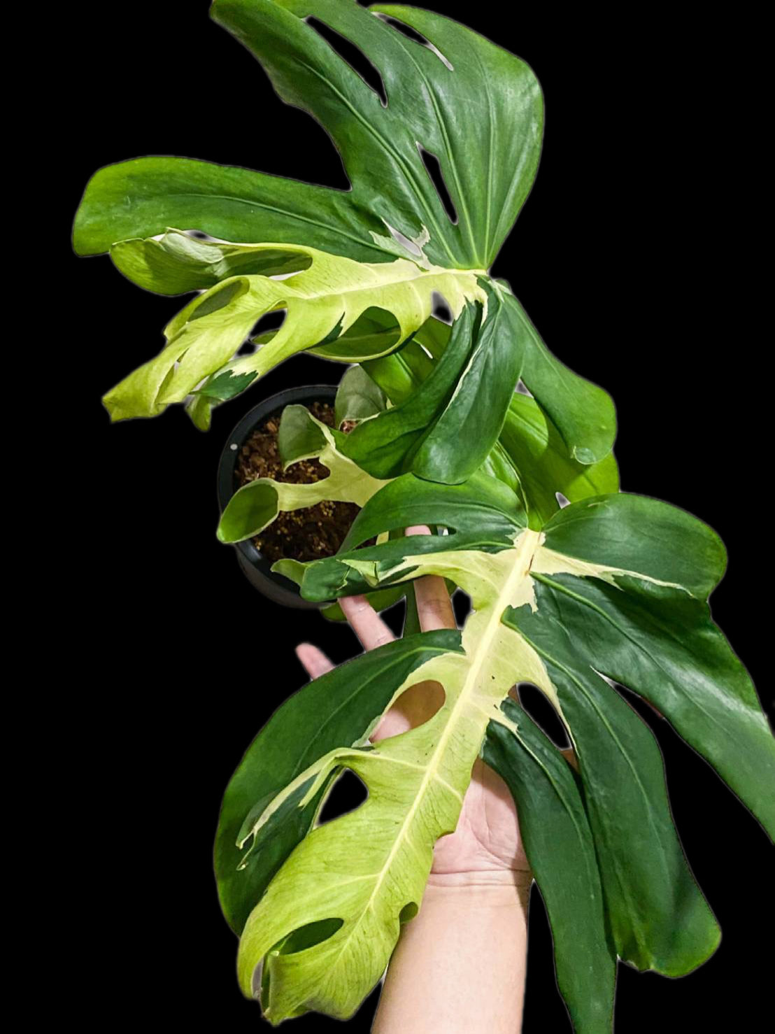 Monstera deliciosa ‘white Lava’ Variegated – Rare Collector’s Plant