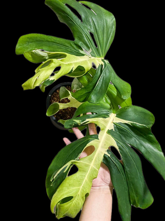 Monstera deliciosa ‘white Lava’ Variegated – Rare Collector’s Plant