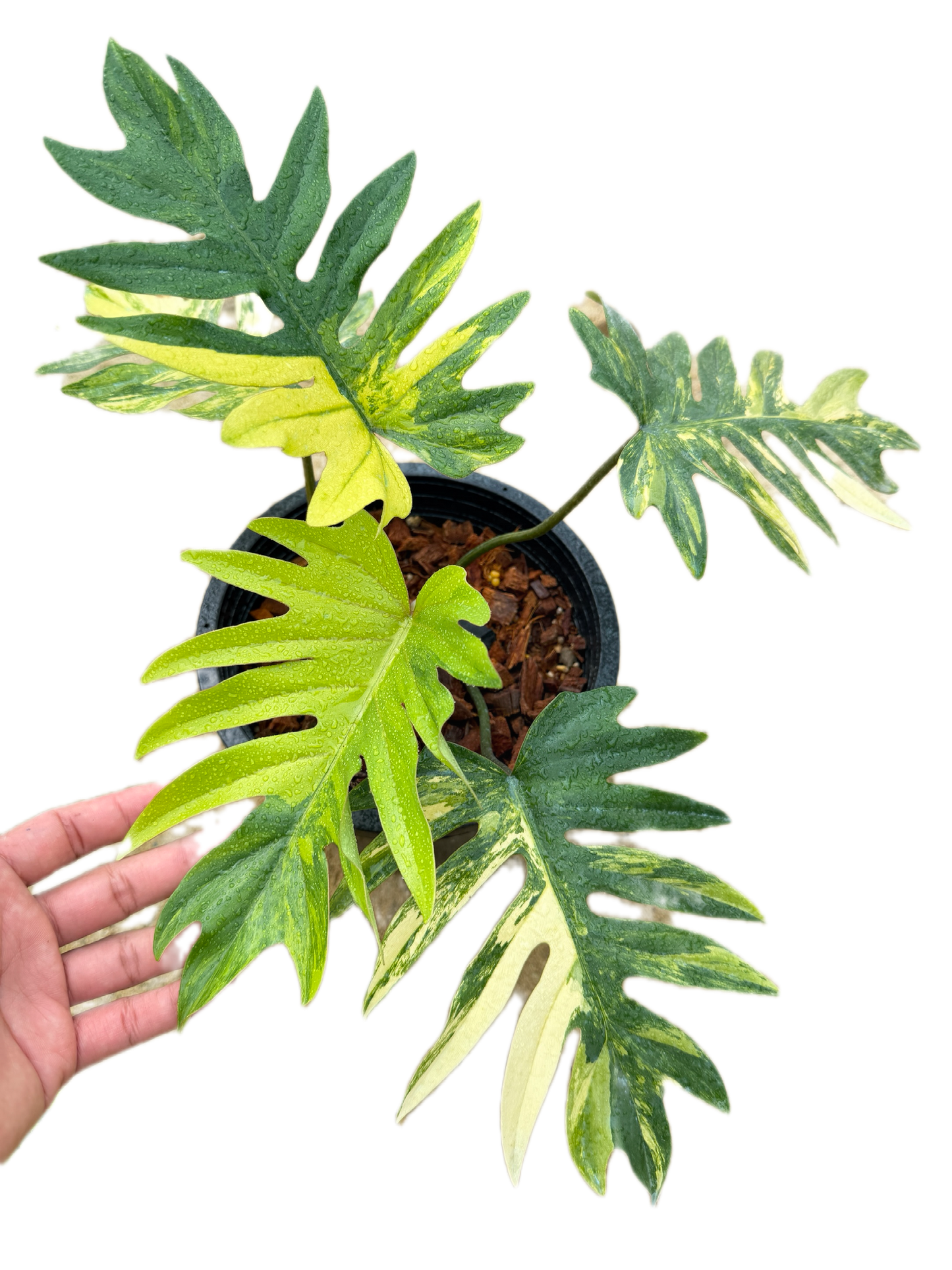 Philodendron Mayoi Variegated