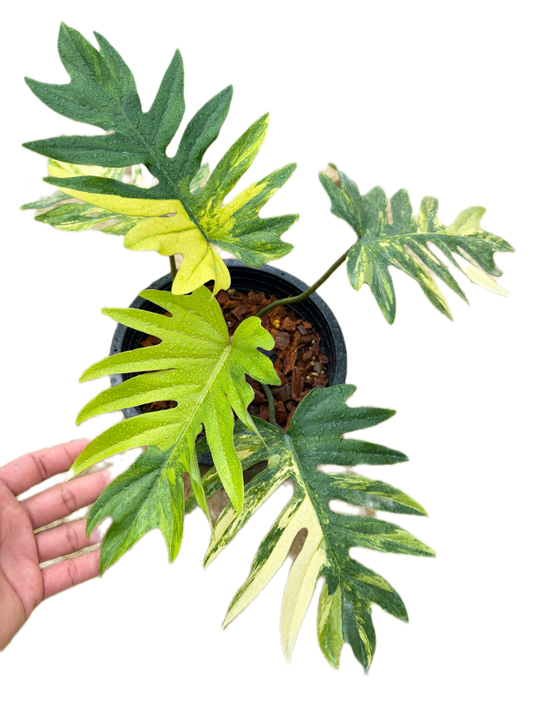 Philodendron Mayoi Variegated
