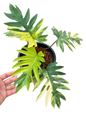 Philodendron Mayoi Variegated