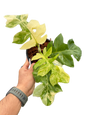 Philodendron Distantilobum Variegated