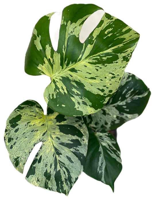Monstera Deliciosa “vietciosa” variegated