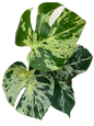 Monstera Deliciosa “vietciosa” variegated