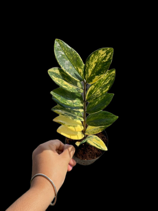 Zamioculcas Zamiifolia albo Variegated - Set of 10 Plants