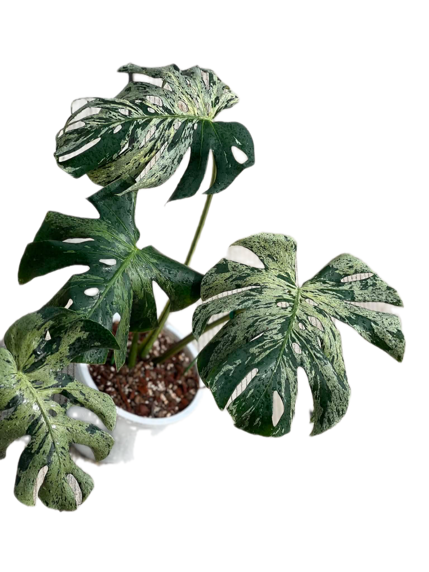 Monstera Deliciosa “vietciosa” variegated