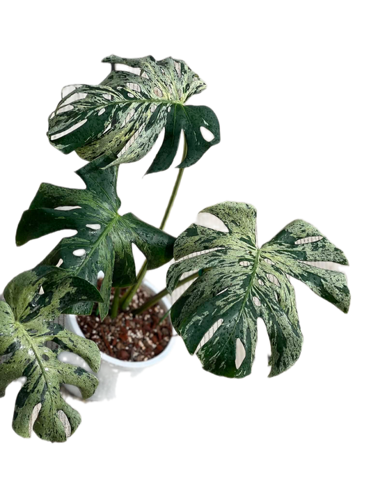 Monstera Deliciosa “vietciosa” variegated