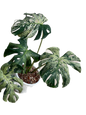 Monstera Deliciosa “vietciosa” variegated