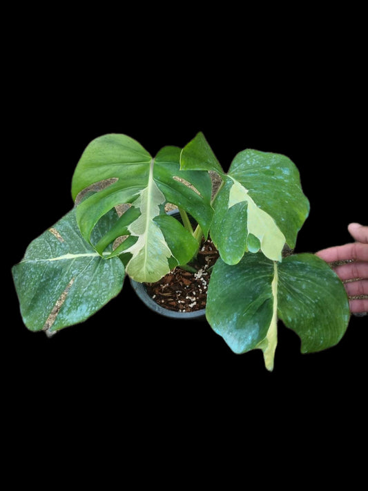 Monstera deliciosa ‘white Lava’ Variegated – Rare Collector’s Plant