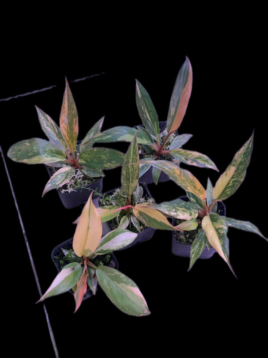 Philodendron caramel marble fire tiger Variegated - Wholesale Bundle (Set of 5 Plants)