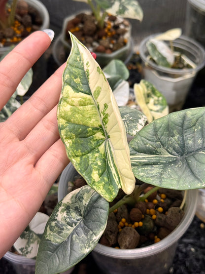 Alocasia Bisma (Platinum) Variegated