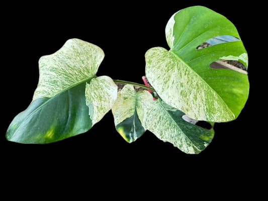 Monstera Deliciosa “White Tear” Variegated