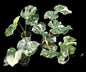 Monstera Deliciosa “White Snow” (set 5 plants)