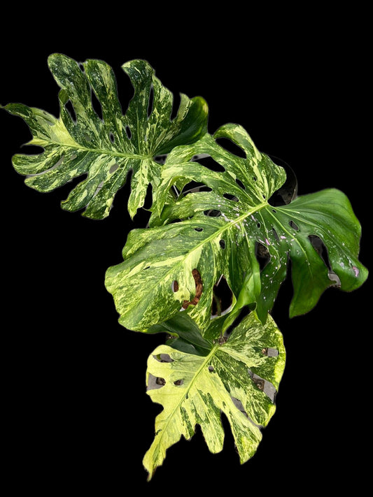 Monstera Deliciosa “Ocean Mint” Variegated – Actual Plant