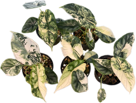 Alocasia Dragon Scale Variegated - Set of 5 Plants
