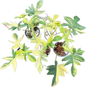 Philodendron Pedatum variegated set 5 pcs