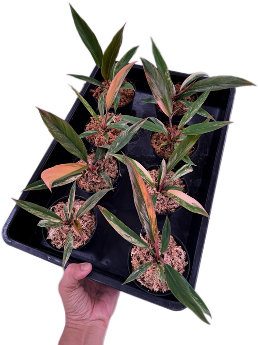 Philodendron caramel marble small – Set of 10 Plants