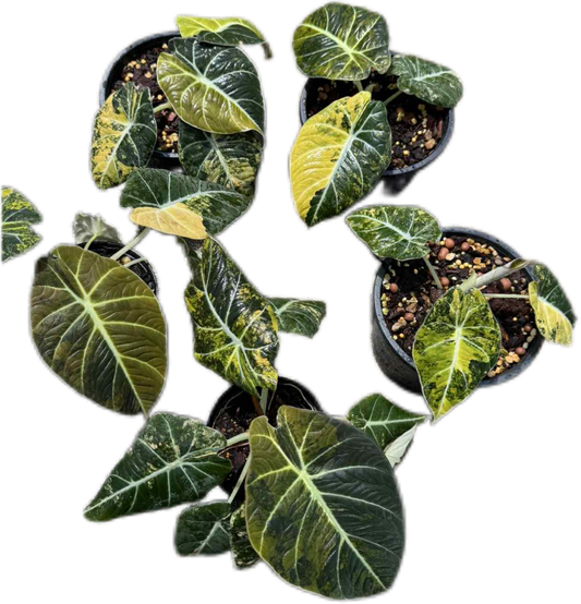 Alocasia black velvet gold Variegated - Set of 5 Plants