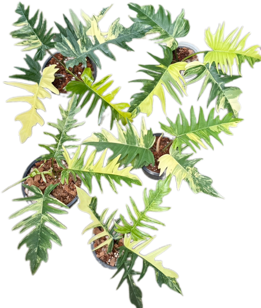 Philodendron Florida x tortum variegated (1 plant)