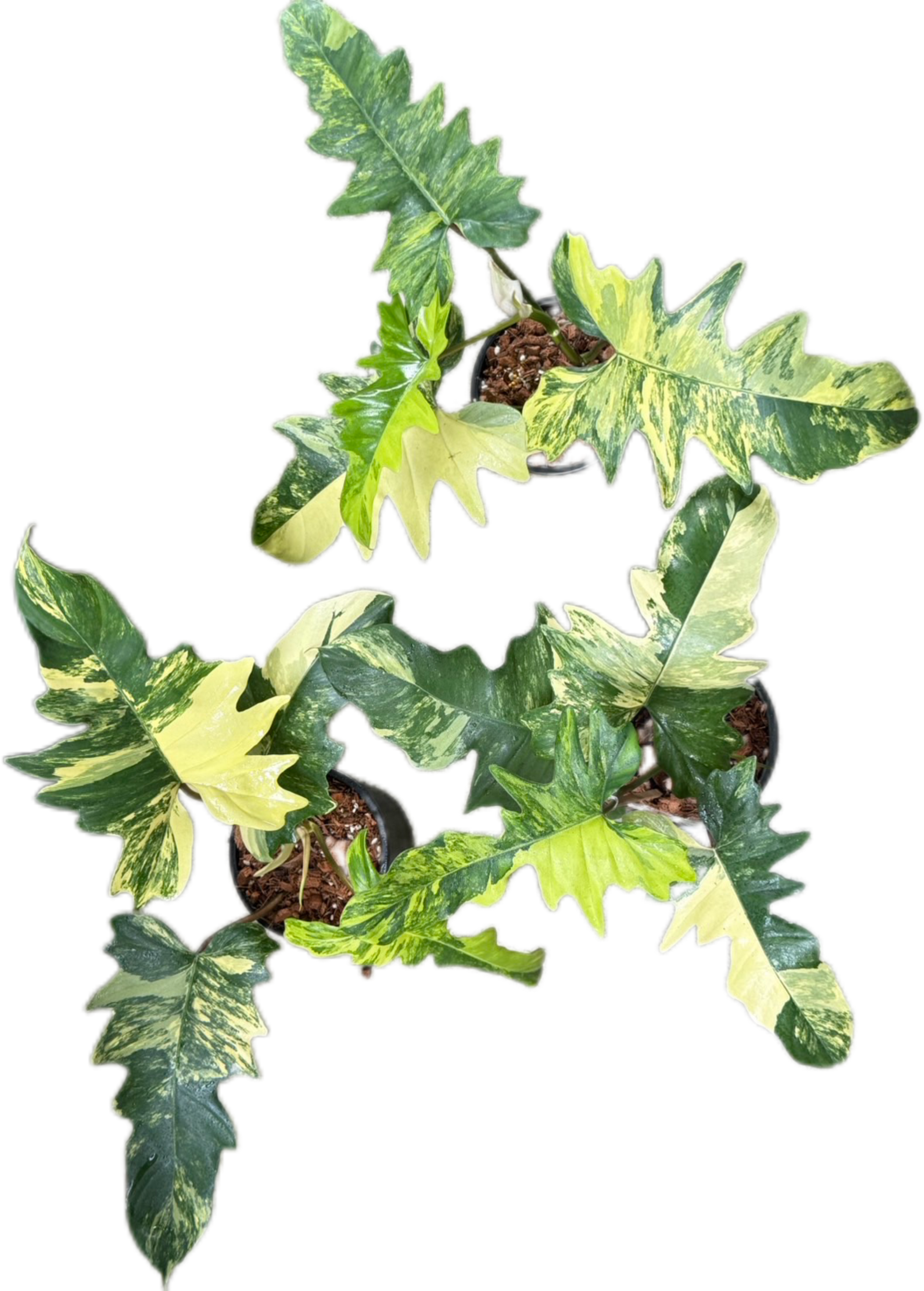 variegated philodendron florida Philodendron Florida x mayoi variegated ( set of 3 plants) – BanrakTonmai Garden Thailand