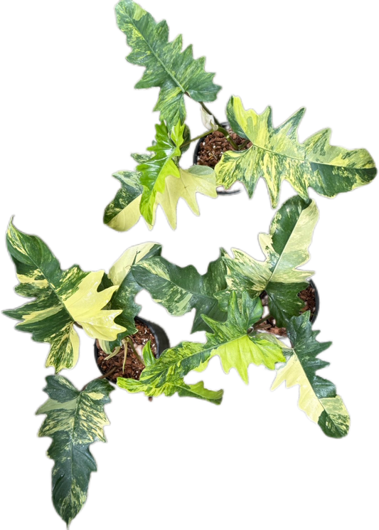 Philodendron Florida x mayoi variegated ( set of 3 plants)