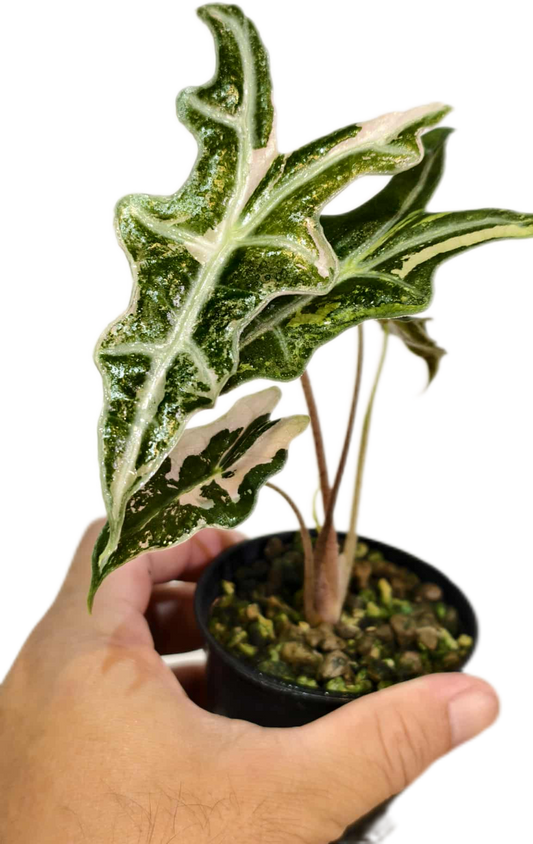 Alocasia nobillis pink variegated (1 plant)