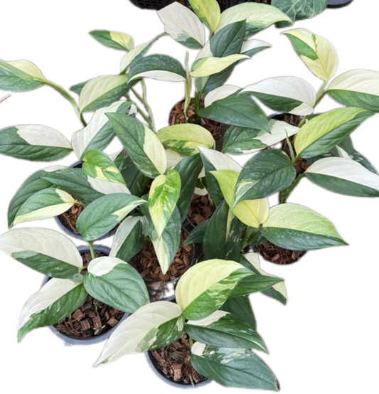 Monstera Acacoyaguensis Variegated - Set of 10 Plants