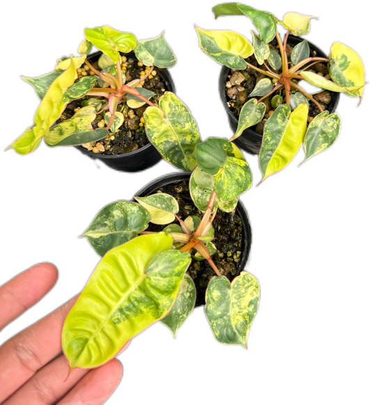 Philodendron billietae variegated small set of 5 plants