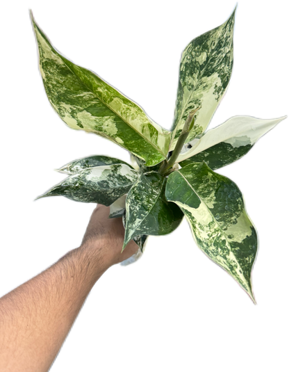 Aglaonema siam jade variegated 
 – Set of 5 Plants
