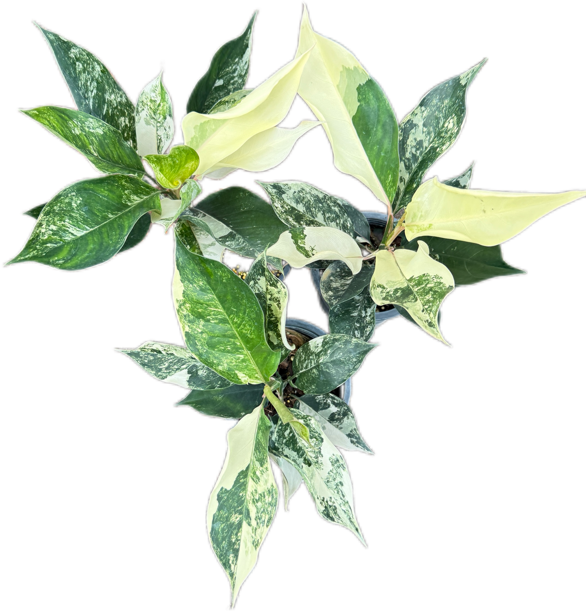 Aglaonema siam jade variegated – Set of 5 Plants – BanrakTonmai