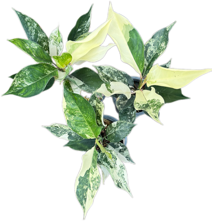 Aglaonema siam jade variegated 
 – Set of 5 Plants