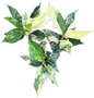 Aglaonema siam jade variegated 
 – Set of 5 Plants