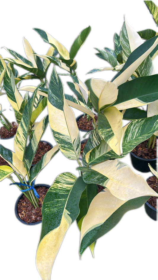 Epipremnum giganteum aurea variegated  - Set of 5 Plants