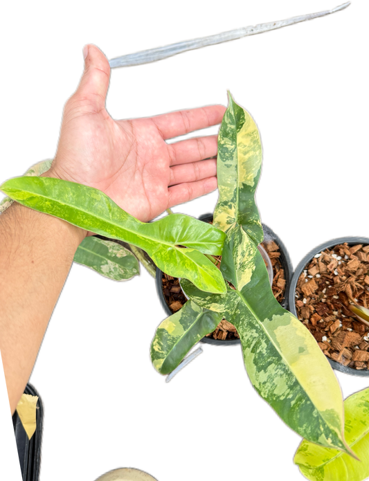 Philodendron Jennifer variegated