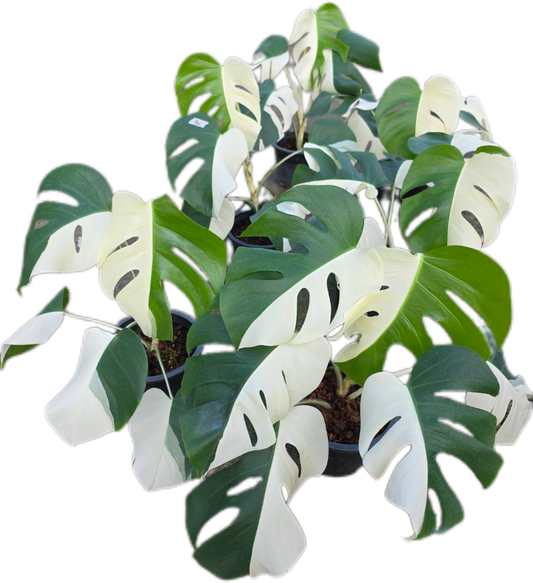 Monstera Borsigiana Albo half moon Variegated(medium ) - Set of 5 Plants