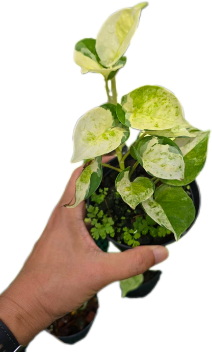 Epipremnum Pothos Global Japan  variegated  - Set of 10 Plants